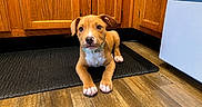Bacon joined the competition — help win amazing prizes! puppy, dog, brown_dog, collar, floor, wooden_cabinets, kitchen, mat, pet, animal, indoors, cute, young_dog, laying_down, brown_floor, domestic_animal, curious, fur, paw, relaxed