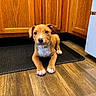 puppy, dog, brown_dog, collar, floor, wooden_cabinets, kitchen, mat, pet, animal, indoors, cute, young_dog, laying_down, brown_floor, domestic_animal, curious, fur, paw, relaxed