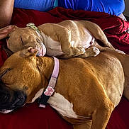 Bacon is registered to the contest to win money with this photo: dog, sleeping, snuggling, bed, blanket, collar, paw, resting, indoor, cozy, brown_fur, pet, animal, relaxing, friendship, cute, companion, calm, comfort, domestic