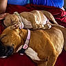 dog, sleeping, snuggling, bed, blanket, collar, paw, resting, indoor, cozy, brown_fur, pet, animal, relaxing, friendship, cute, companion, calm, comfort, domestic