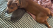 Bacon joined the competition — help win amazing prizes! animal, bed, blanket, brown_dog, canine, carpet, comfort, cozy, dog, domestic, furniture, home, indoor, laying_down, pet, pillow, relaxed, resting, sleepy, striped_bedspread