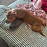 Bacon joined the competition — help win amazing prizes! dog, bed, pillow, blanket, striped_bedspread, brown_dog, resting, indoor, carpet, relaxed, pet, canine, sleepy, furniture, cozy, domestic, animal, home, comfort, laying_down