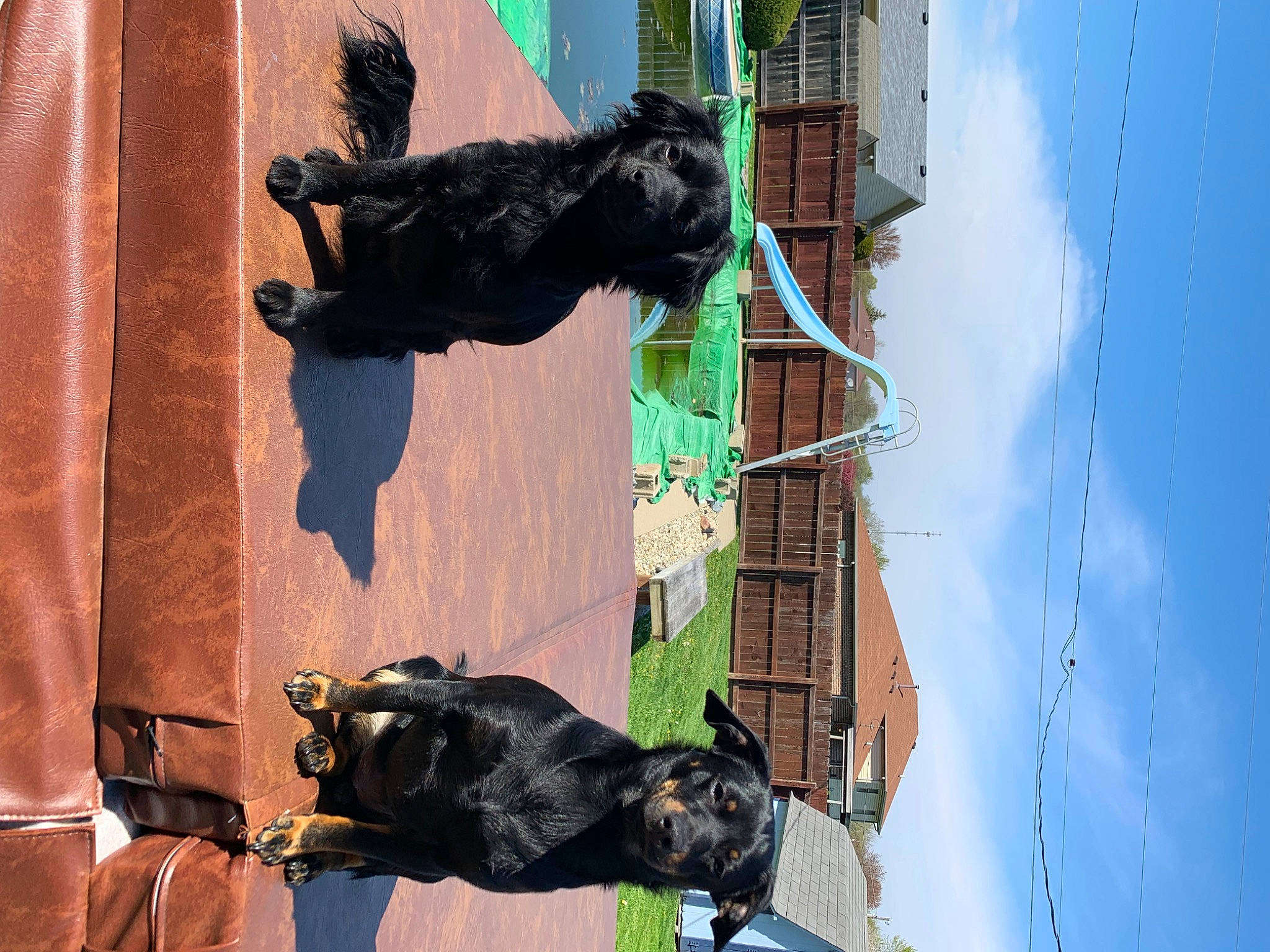 Beauty is registered to the contest to win money with this photo: azure, canidae, companion_dog, dog_breed, fur, organism, primate, snout, sporting_group, street_dog, terrestrial_animal, vertebrate, working_animal, world