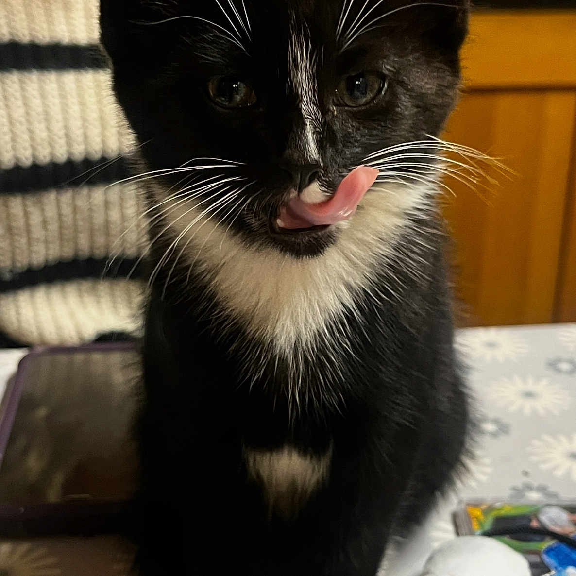 Corvus is registered to the contest to win money with this photo: animal, black_and_white, cat, close_up, cozy, cute, domestic, feline, indoor, kitten, person_partial, pet_bowl, playful, sitting, striped_sweater, tablecloth, tongue_out, toy, whiskers, young_cat