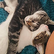 Flamby a rejoint le concours — aidez-le/la à gagner de superbes lots ! cat, tabby, sleeping, snuggling, pets, cozy, blanket, feline, cute, domestic, animal, resting, companion, friendship, fur, whiskers, indoor, relaxing, adorable, closeup