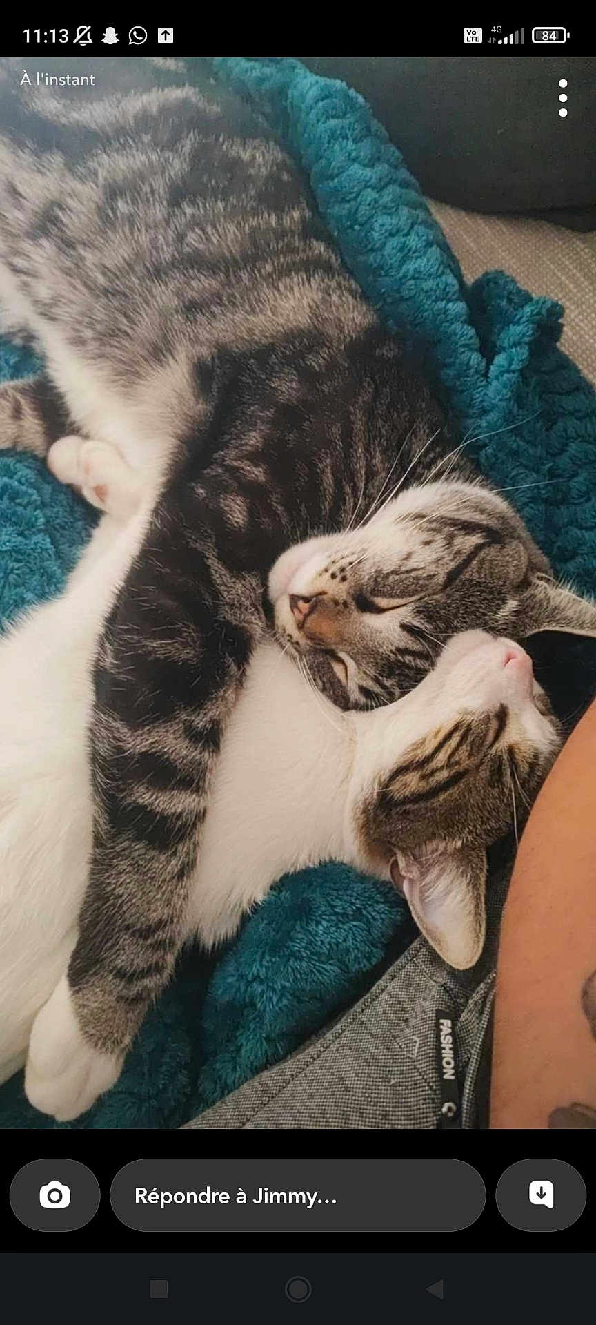 Flamby a rejoint le concours — aidez-le/la à gagner de superbes lots ! cat, tabby, sleeping, snuggling, pets, cozy, blanket, feline, cute, domestic, animal, resting, companion, friendship, fur, whiskers, indoor, relaxing, adorable, closeup