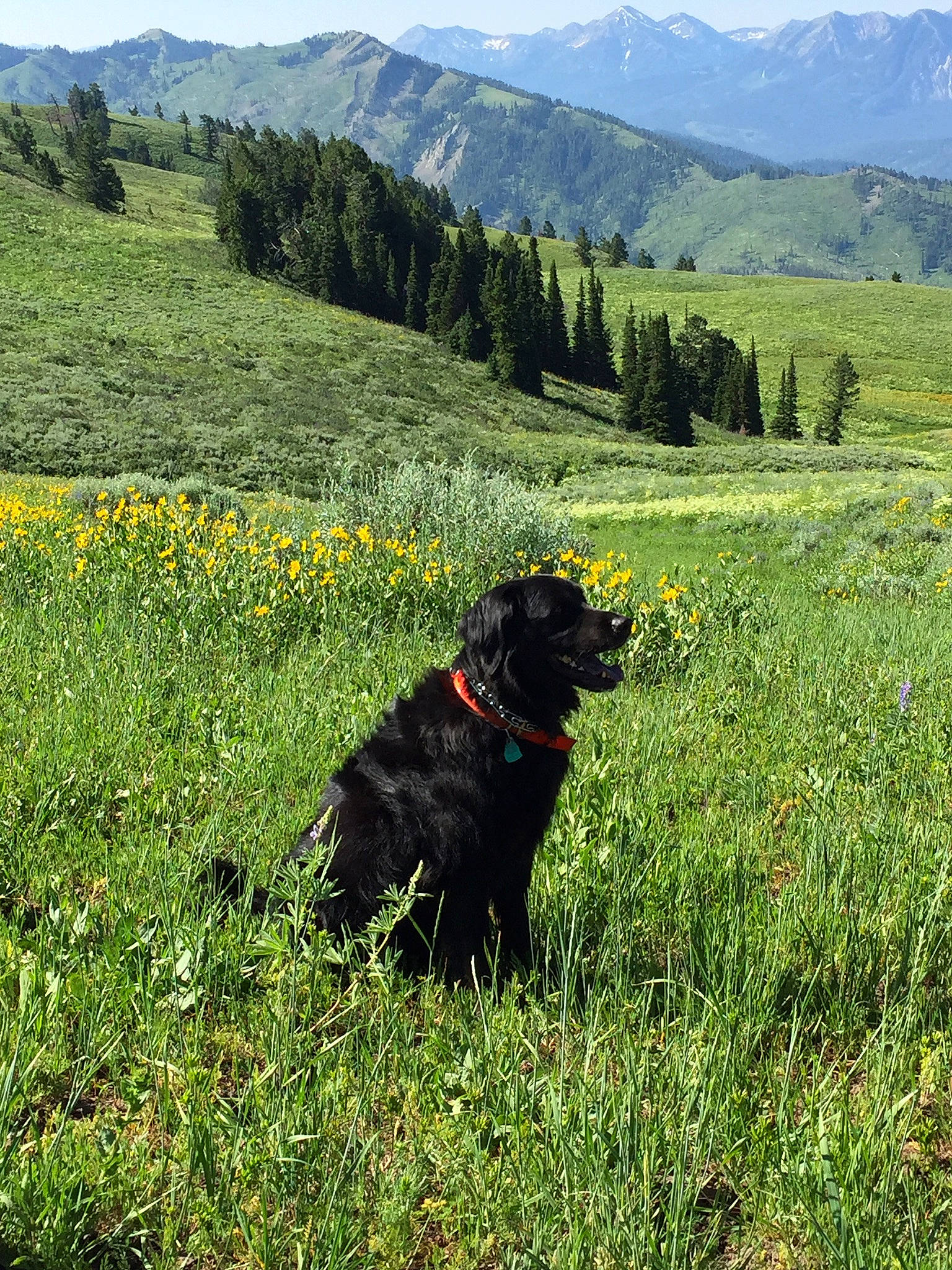 Emma joined the competition — help win amazing prizes! carnivore, dog, dog_breed, grass, grassland, groundcover, hill, landscape, meadow, mountain, mountain_range, natural_landscape, people_in_nature, plant, prairie, shrub, sky, sporting_group, tree, working_animal