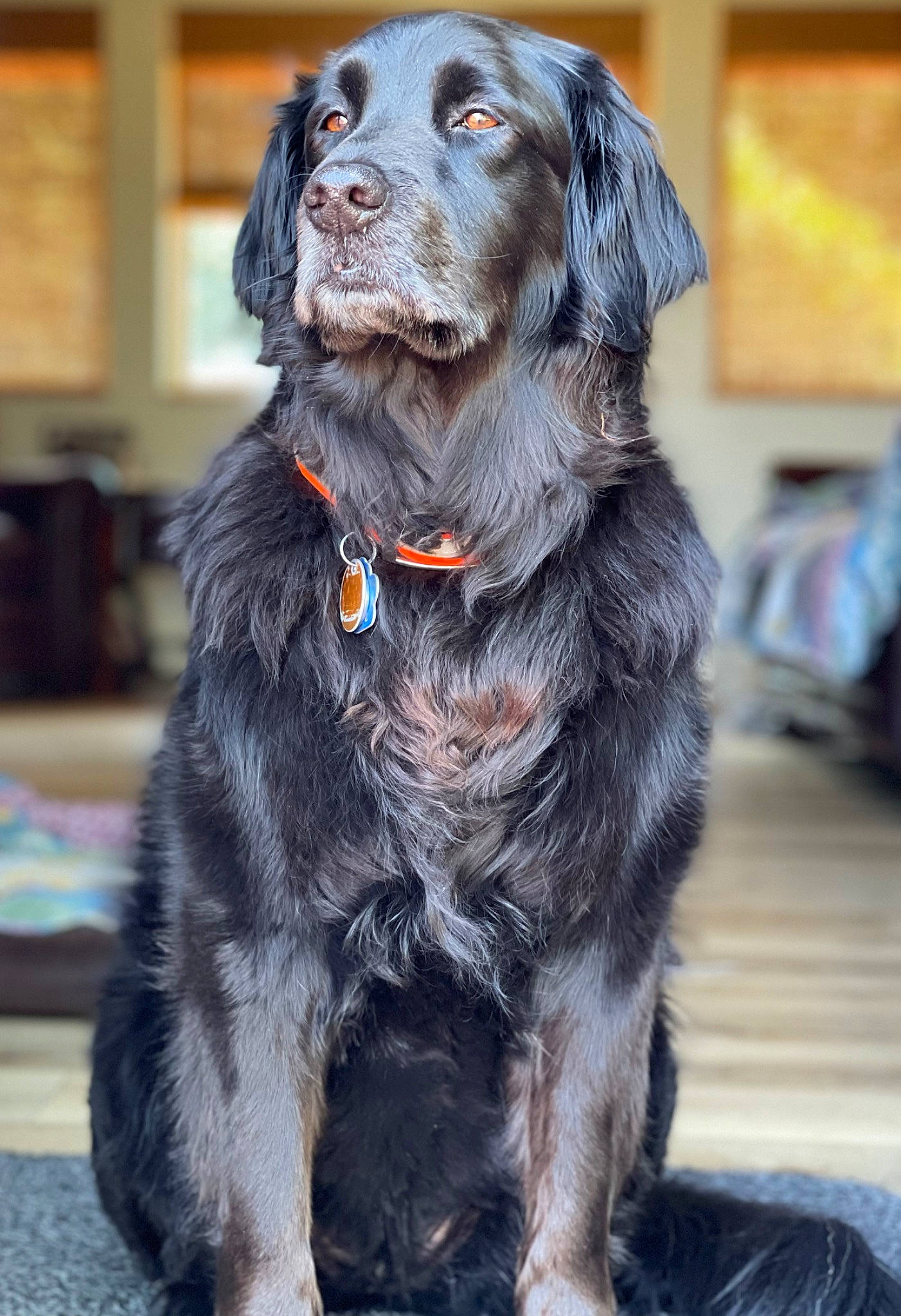 Emma joined the competition — help win amazing prizes! borador, carnivore, collar, companion_dog, dog, dog_breed, dog_collar, fur, gun_dog, hat, hunting_dog, leash, liver, snout, sporting_group, whiskers, working_animal
