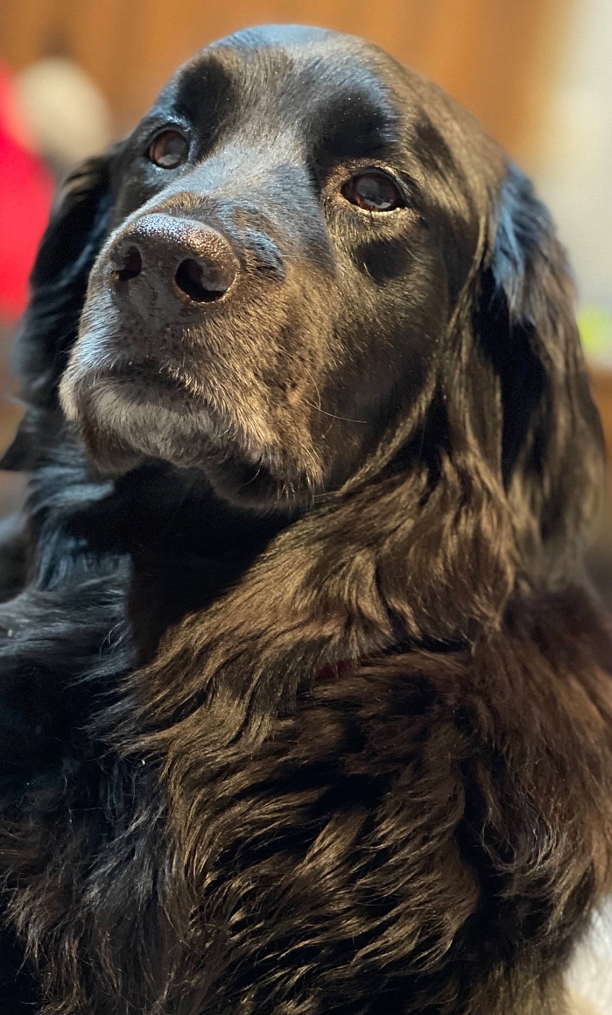 Emma joined the competition — help win amazing prizes! canidae, carnivore, close_up, companion_dog, dog, dog_breed, fur, gun_dog, hunting_dog, liver, snout, sporting_group, terrestrial_animal, whiskers, wildlife, working_animal, working_dog