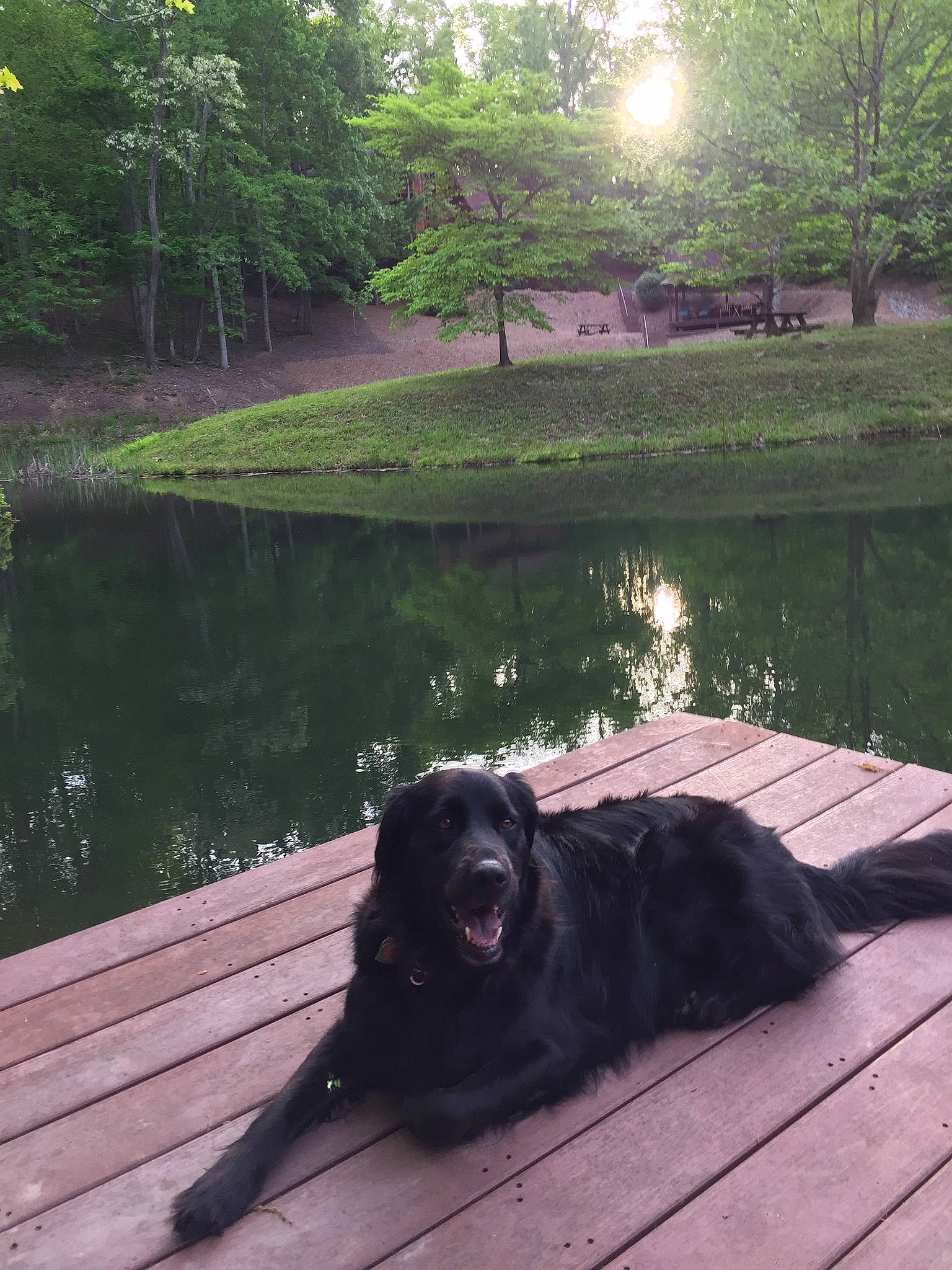 Emma is registered to the contest to win money with this photo: body_of_water, carnivore, companion_dog, dog, dog_breed, grass, green, lake, landscape, leisure, light, morning, natural_landscape, outdoor_furniture, plant, sunlight, tints_and_shades, tree, water, wood