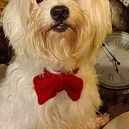 Link a rejoint le concours — aidez-le/la à gagner de superbes lots ! dog, white_dog, bow_tie, fluffy, pet, blanket, teddy_bear, clock, indoor, cute, portrait, animal, furry, decor, nostalgic, cozy, close_up, small_dog, companion, domestic