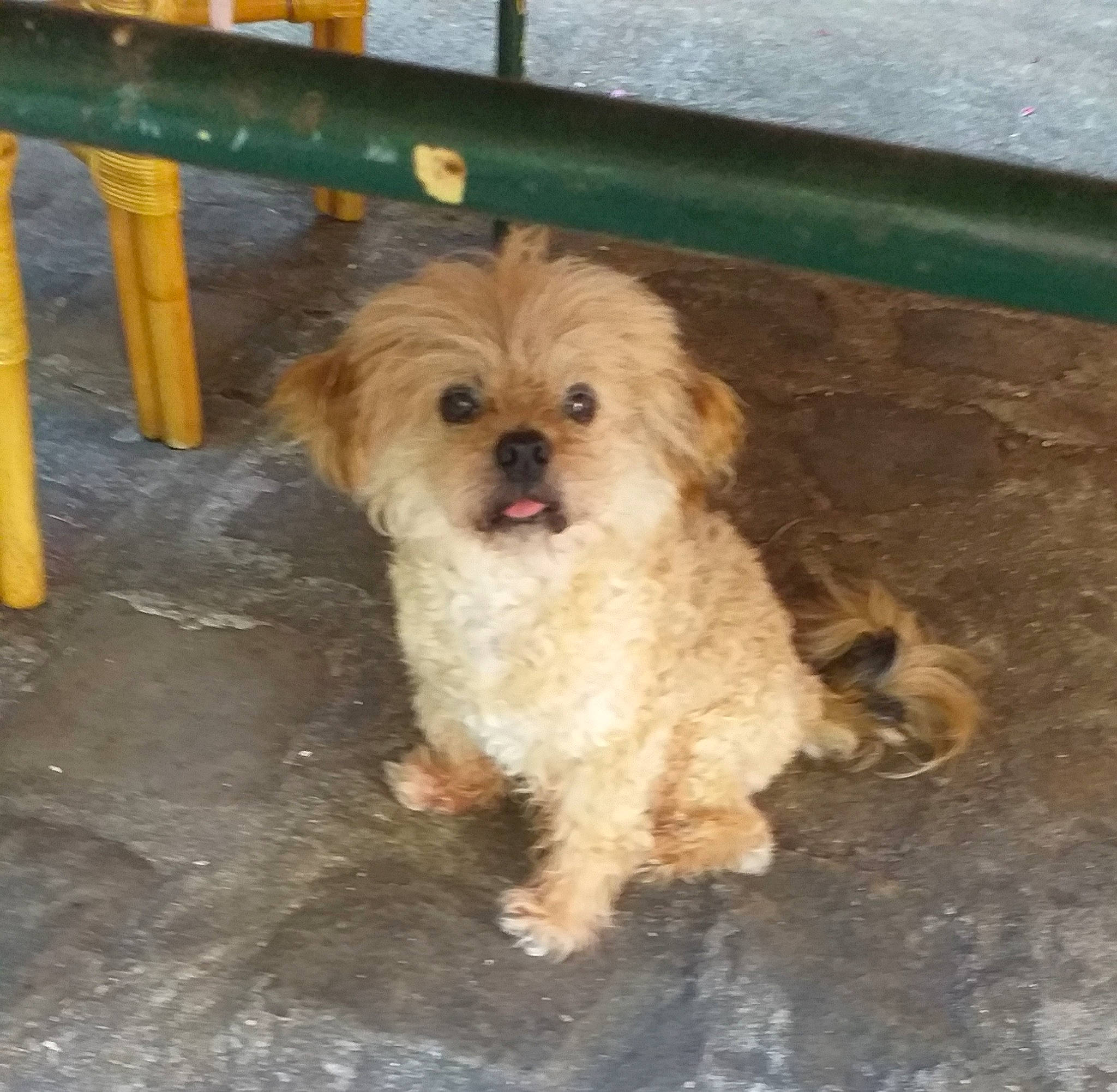 Pépère participe au concours pour gagner de l'argent avec cette photo : carnivore, companion_dog, dog, dog_breed, dog_supply, fawn, fur, hardwood, liver, poodle_crossbreed, puppy_love, shih_poo, small_terrier, sporting_group, terrier, toy_dog, whiskers, wood, working_animal, yorkipoo