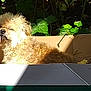 Pépère a rejoint le concours — aidez-le/la à gagner de superbes lots ! canidae, carnivore, companion_dog, dog, dog_breed, fawn, felidae, flowerpot, font, herb, houseplant, lion, plant, rectangle, small_terrier, snout, sporting_group, terrier, toy_dog, water_dog