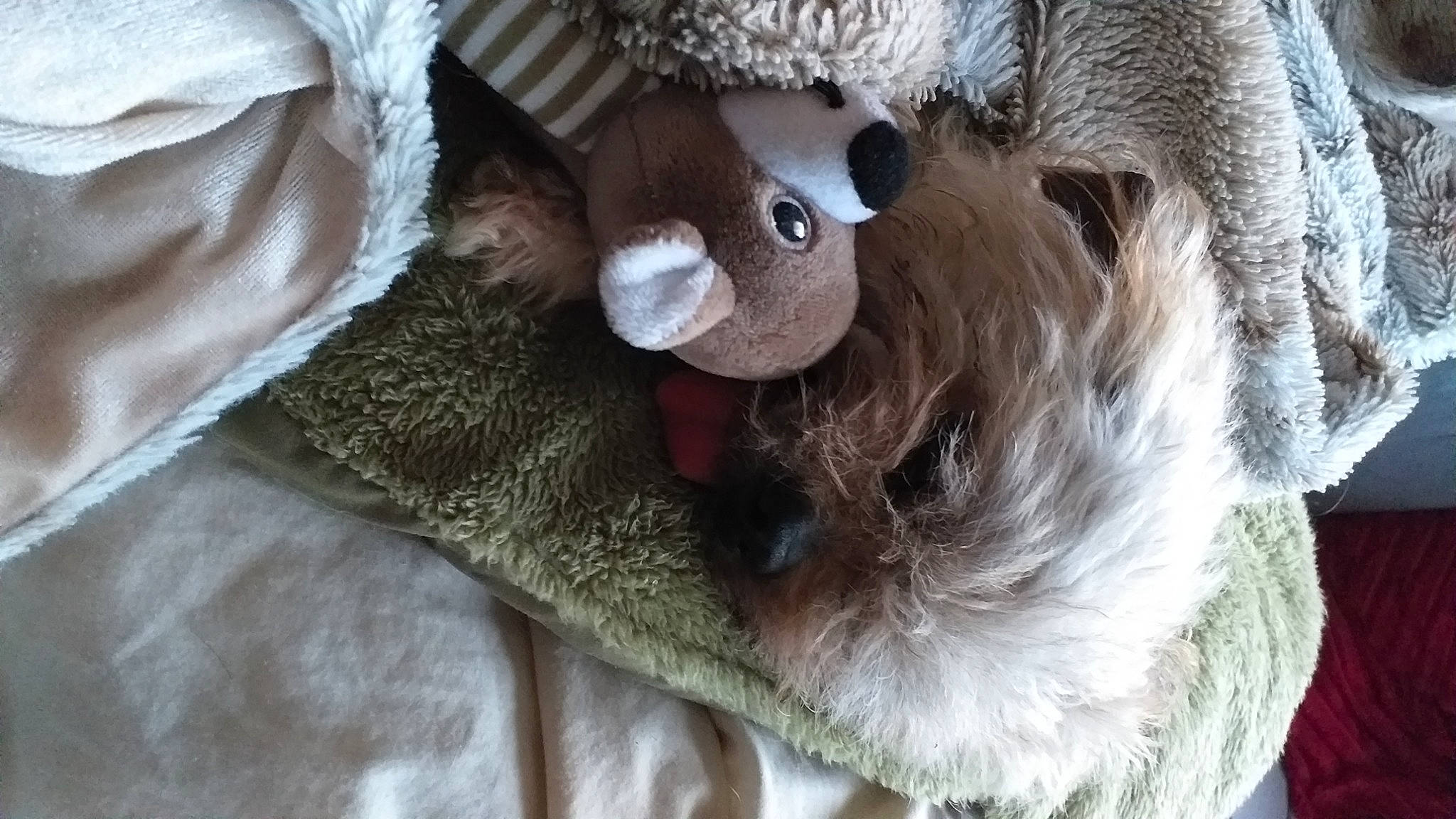 Pépère a rejoint le concours — aidez-le/la à gagner de superbes lots ! bear, cap, carnivore, companion_dog, dog_breed, ear, fawn, fedora, felidae, fur, grey, mammal, small_to_medium_sized_cats, stuffed_toy, teddy_bear, toy, vertebrate, whiskers, wood, working_animal