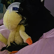 Grandpa is registered to the contest to win money with this photo: animal, bed, black_dog, blanket, close_up, comfort, cozy, cuddling, cute, dog, fur, indoor, pet, pink_blanket, plush_toy, resting, side_view, soft_toy, stuffed_animal, yellow_duck