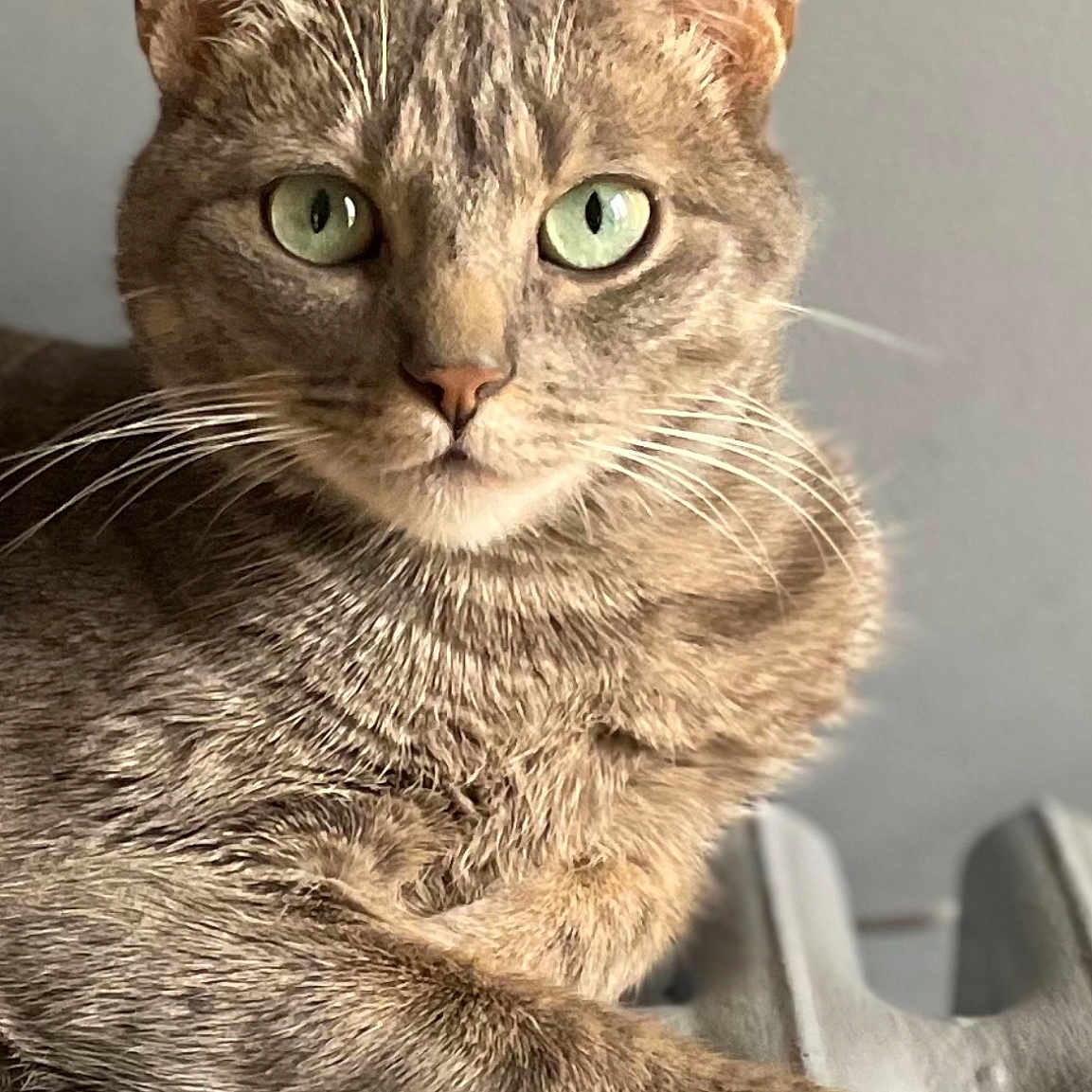 Uno a rejoint le concours — aidez-le/la à gagner de superbes lots ! animal, cat, closeup, cute, domestic_cat, feline, fur, green_eyes, home, indoor, looking_at_camera, mammal, paw, pet, portrait, radiator, relaxed, resting, tabby, whiskers