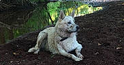 Zelda participe au concours pour gagner de l'argent avec cette photo : animal, canine, collar, daylight, dog, forest, greenery, landscape, muddy, nature, outdoor, peaceful, quiet, reflection, relaxing, riverbank, soil, trees, water, wildlife