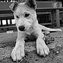 Zelda participe au concours pour gagner de l'argent avec cette photo : puppy, dog, black_and_white, outdoor, animal, cute, pet, paws, ground, bench, curious, lying_down, fur, closeup, face, ears, whiskers, nature, texture, portrait