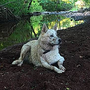 Zelda a rejoint le concours — aidez-le/la à gagner de superbes lots ! dog, muddy, riverbank, water, reflection, trees, forest, nature, outdoor, animal, canine, collar, soil, relaxing, quiet, daylight, greenery, peaceful, landscape, wildlife