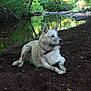dog, muddy, riverbank, water, reflection, trees, forest, nature, outdoor, animal, canine, collar, soil, relaxing, quiet, daylight, greenery, peaceful, landscape, wildlife