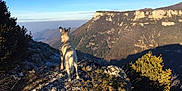 Zelda participe au concours pour gagner de l'argent avec cette photo : dog, mountain, landscape, nature, outdoor, rock, sky, hill, animal, scenic, wilderness, sunlight, bush, grass, cliff, adventure, view, wildlife, daytime, canine