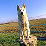 Zelda participe au concours pour gagner de l'argent avec cette photo : dog, white_dog, sitting, stone_pedestal, field, grass, blue_sky, mountains, rural, outdoor, nature, sunny, animal, pet, ears_up, alert, daytime, landscape, fence, rural_area