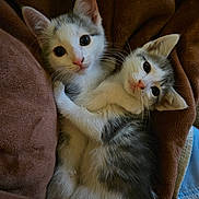 Draco And Luna joined the competition — help win amazing prizes! kitten, cat, animal, cute, furry, pet, cuddle, blanket, cozy, sleepy, indoor, fur, whiskers, ears, eyes, snuggle, soft, comfort, rest, adorable