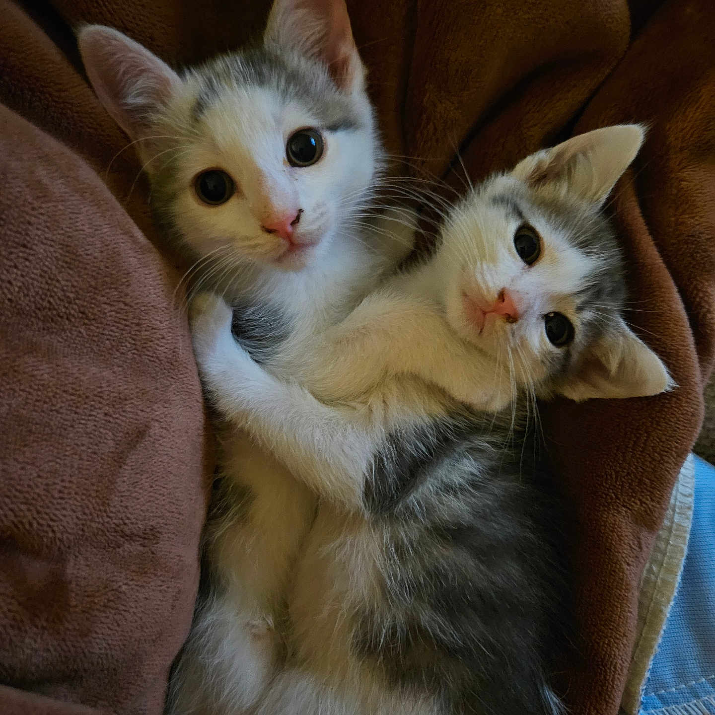 Draco And Luna joined the competition — help win amazing prizes! kitten, cat, animal, cute, furry, pet, cuddle, blanket, cozy, sleepy, indoor, fur, whiskers, ears, eyes, snuggle, soft, comfort, rest, adorable