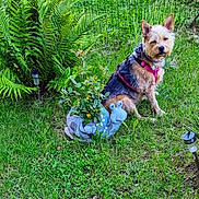 Maya a rejoint le concours — aidez-le/la à gagner de superbes lots ! animal, canine, dog, fern, grass, green, herbal, herbs, jar, leaf, nature, pet, plant, planter, pottedplant, pottery, soil, tree, vase, vegetation