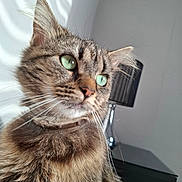 Nala participe au concours pour gagner de l'argent avec cette photo : cat, tabby, green_eyes, fluffy, close_up, indoor, lamp, shadow, sunlight, wall, furniture, pet, whiskers, ears, collar, portrait, animal, domestic_cat, curious, cozy