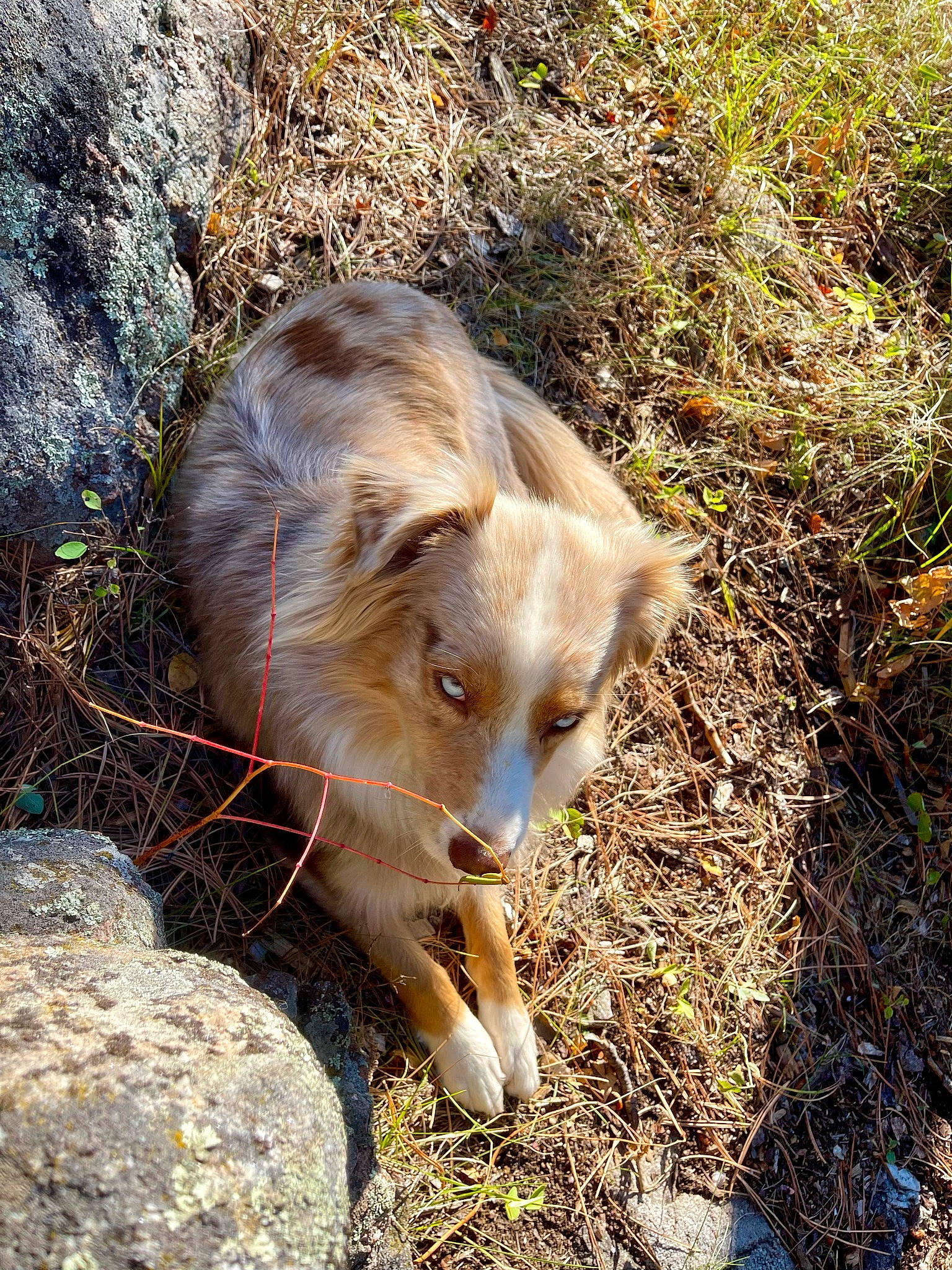 Ruby joined the competition — help win amazing prizes! bedrock, canidae, canis, carnivore, dog, dog_breed, fawn, fur, grass, plant, snout, soil, sporting_group, terrestrial_animal, whiskers, wildlife