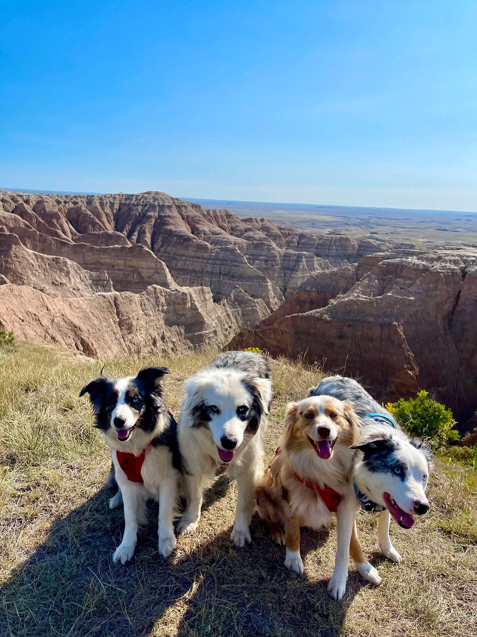 Ruby joined the competition — help win amazing prizes! adventure, canidae, carnivore, collar, companion_dog, dog, dog_breed, dog_collar, hill, landscape, mountain, mountain_range, plant, plateau, recreation, rock, sky, sporting_group, trail, walking