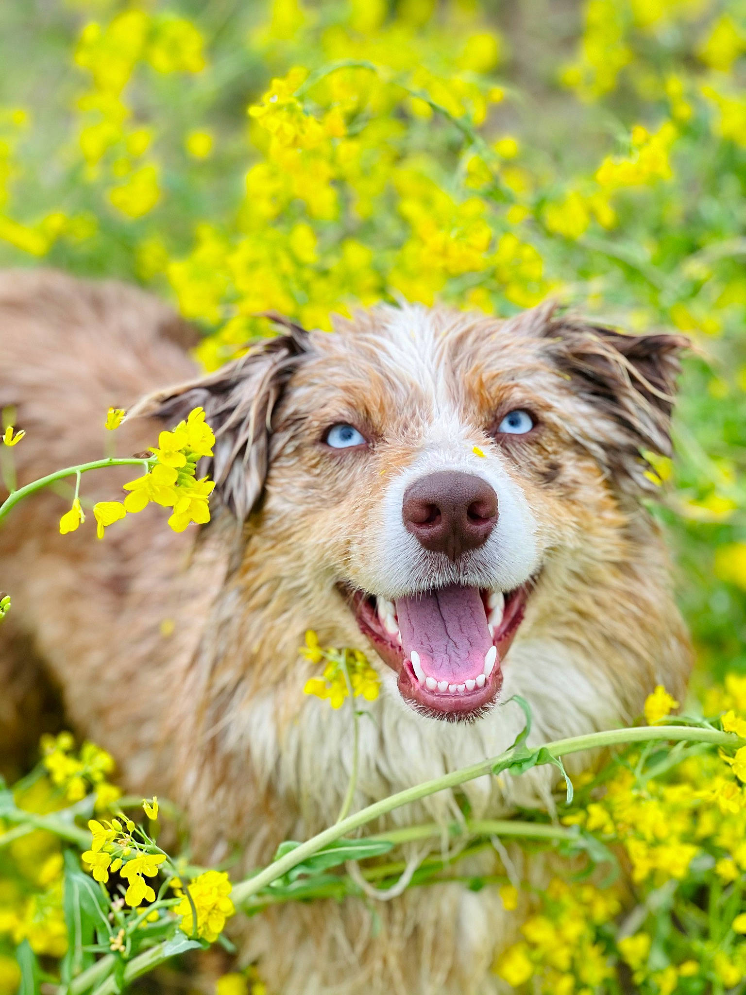 Ruby joined the competition — help win amazing prizes! canidae, carnivore, clock, companion_dog, dog, dog_breed, flower, grass, happy, natural_landscape, people_in_nature, plant, smile, snout, sporting_group, spring, terrestrial_animal, whiskers, wildlife, yellow