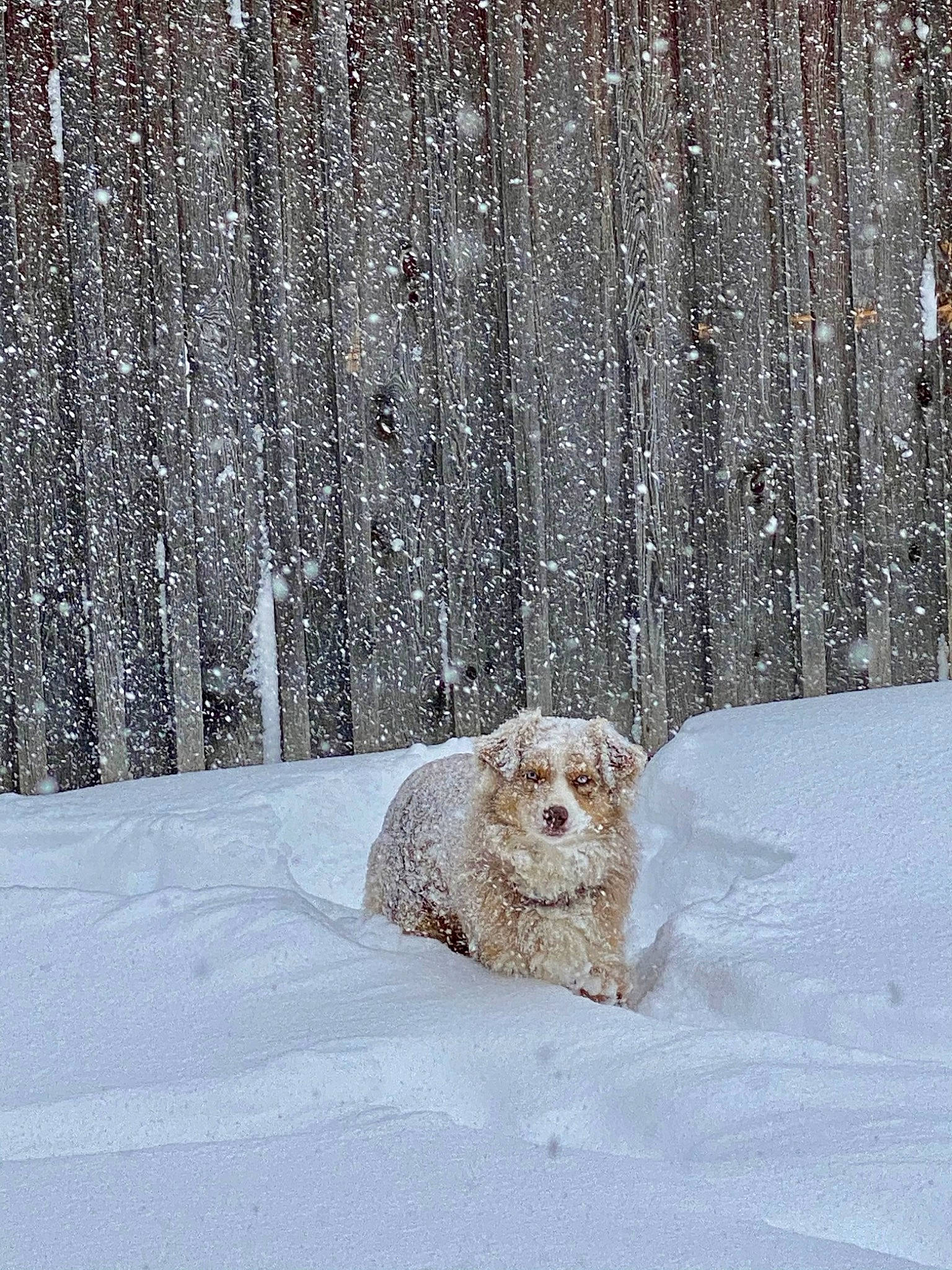 Ruby joined the competition — help win amazing prizes! canidae, carnivore, companion_dog, dog, dog_breed, freezing, fur, livestock_guardian_dog, non_sporting_group, precipitation, retriever, slope, snout, snow, sporting_group, terrier, toy_dog, wildlife, winter, winter_storm
