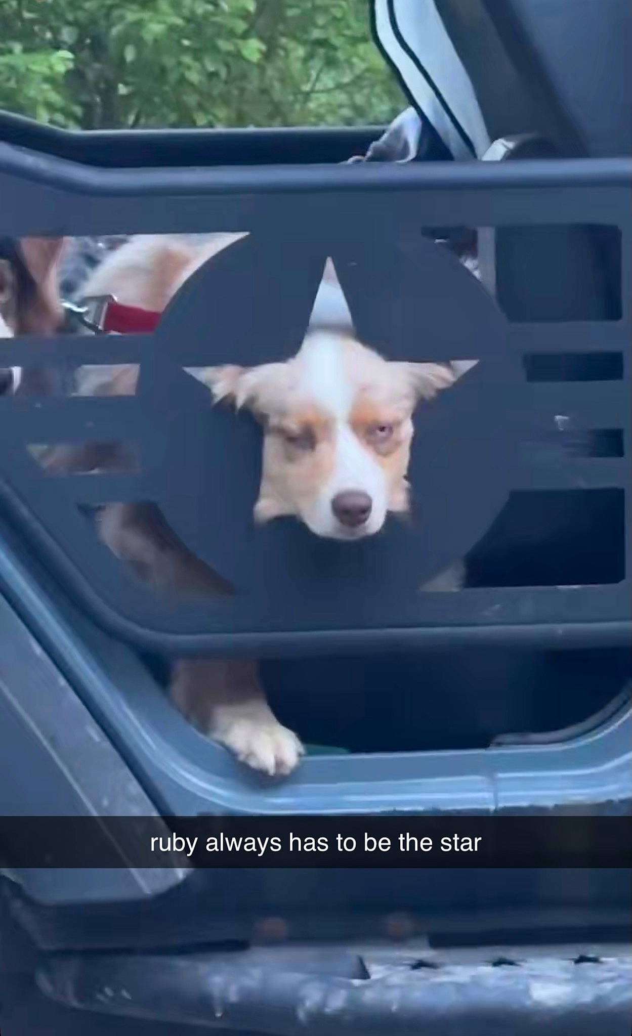 Ruby is registered to the contest to win money with this photo: auto_part, automotive_design, automotive_exterior, automotive_lighting, automotive_mirror, car, carnivore, companion_dog, dog, dog_breed, door, fawn, hood, motor_vehicle, snout, sporting_group, vehicle, vehicle_door, window, windshield