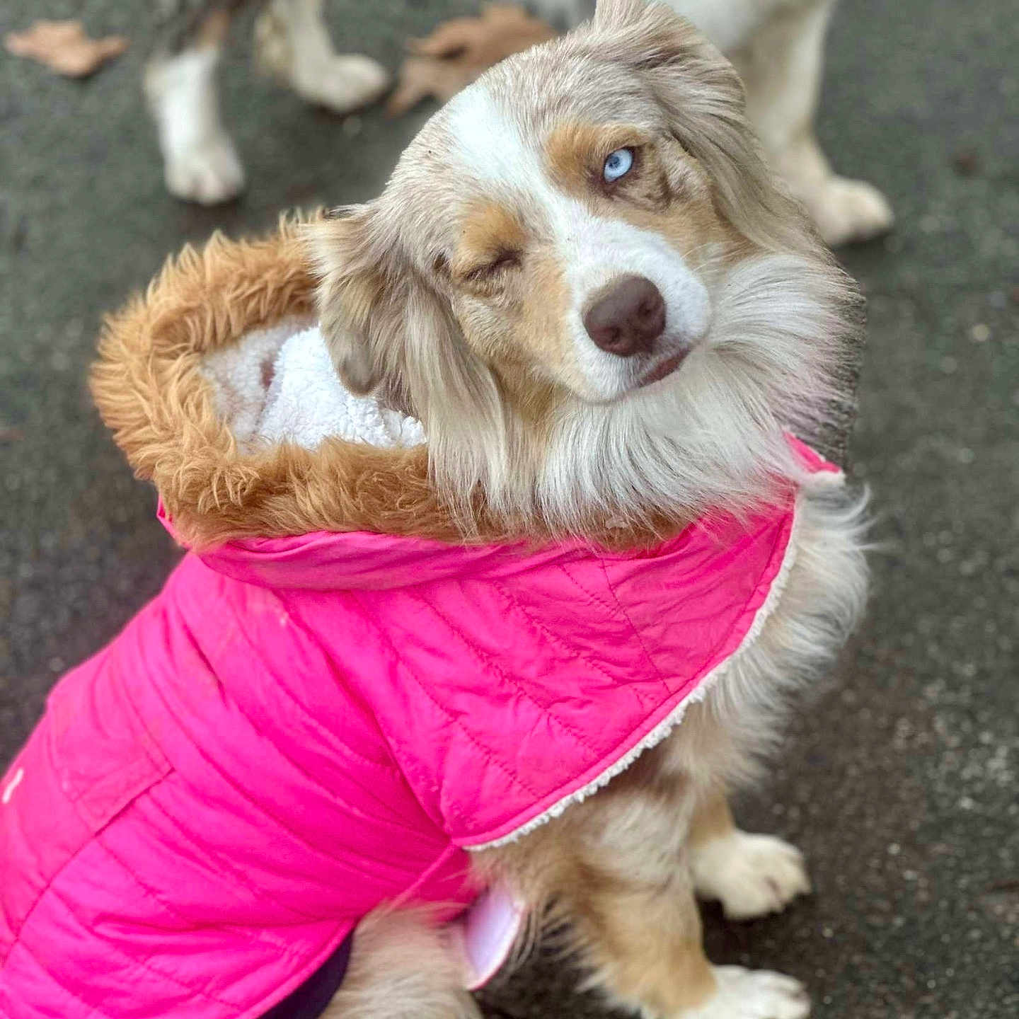 Ruby joined the competition — help win amazing prizes! accessories, animal, canine, clothing, coat, cockerspaniel, collie, dog, hound, jacket, leash, papillon, person, pet, poodle, puppy, raincoat, snout, strap, walkingdog