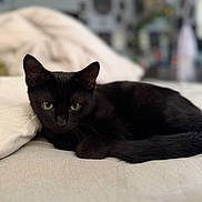 Draco is registered to the contest to win money with this photo: black_cat, cat, feline, pet, animal, portrait, indoors, bed, bedding, blanket, relaxed, lying_down, green_eyes, pointed_ears, whiskers, fur, black_fur, cozy, soft_lighting, shallow_depth_of_field