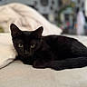 black_cat, cat, feline, pet, animal, portrait, indoors, bed, bedding, blanket, relaxed, lying_down, green_eyes, pointed_ears, whiskers, fur, black_fur, cozy, soft_lighting, shallow_depth_of_field