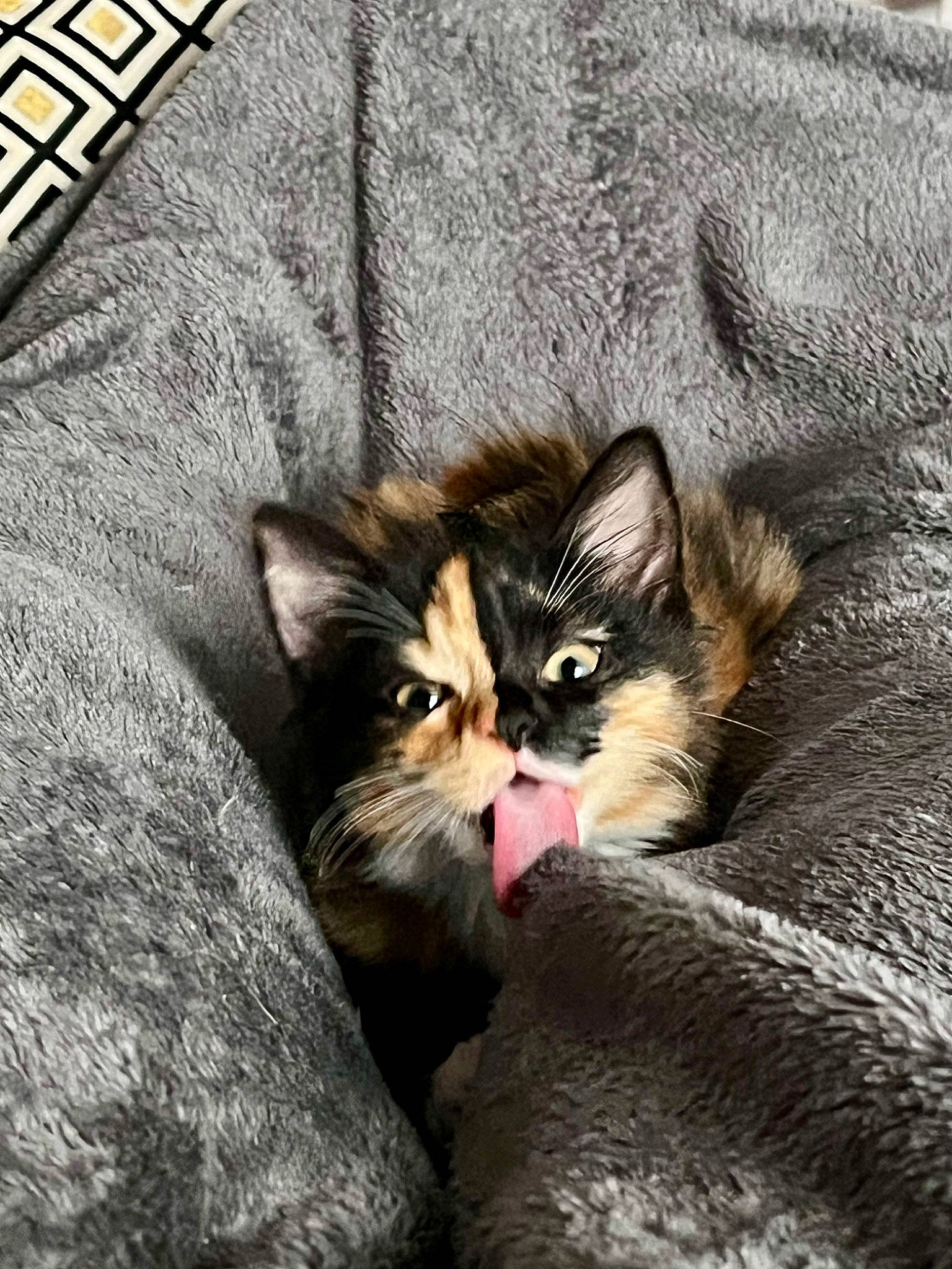 Moitmoit a rejoint le concours — aidez-le/la à gagner de superbes lots ! carnivore, cat, cat_supply, claw, comfort, domestic_short_haired_cat, felidae, fur, grey, nap, paw, sitting, sleep, sleeve, small_to_medium_sized_cats, t_shirt, tail, terrestrial_animal, textile, whiskers