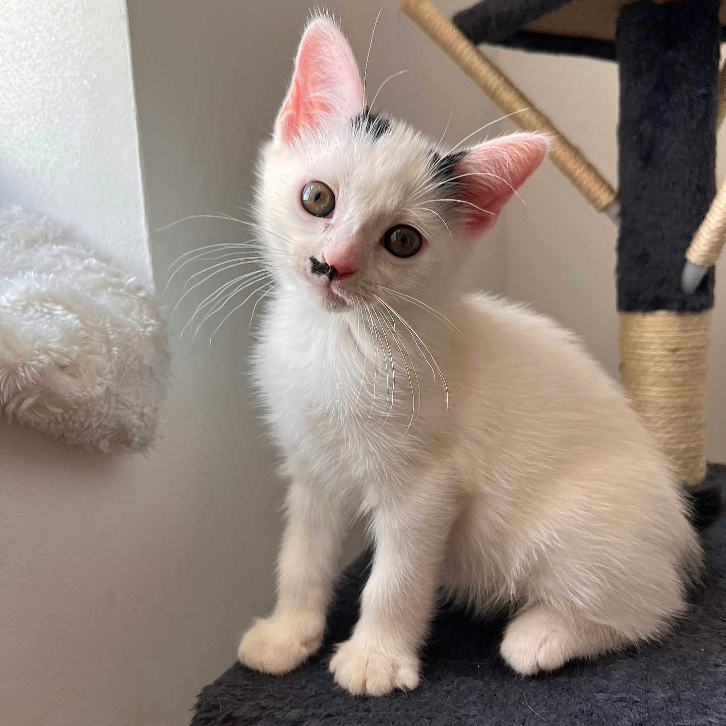 Athena a rejoint le concours — aidez-le/la à gagner de superbes lots ! animal, black_spots, cat, cat_tree, close_up, curious, cute, ears, feline, head_tilt, indoor, kitten, natural_light, paws, pet, sitting, soft_texture, whiskers, white_cat, young_cat