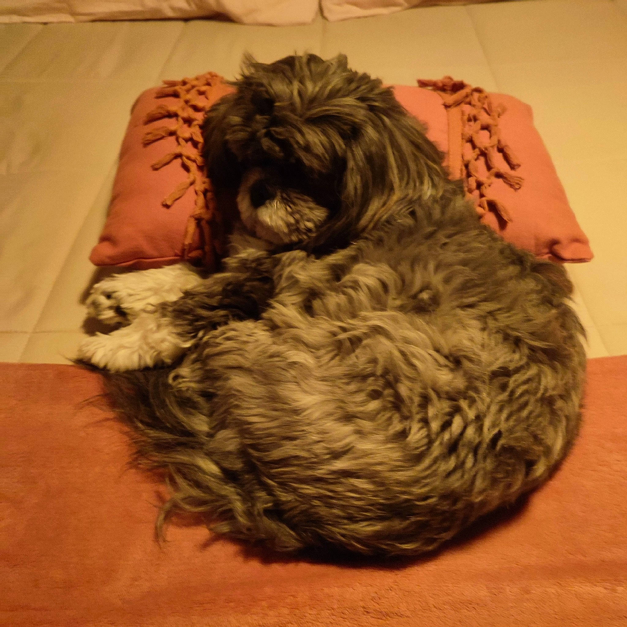 Rina participe au concours pour gagner de l'argent avec cette photo : canidae, carnivore, comfort, companion_dog, dog, dog_bed, dog_breed, dog_supply, fur, liver, nap, pet_supply, small_terrier, sporting_group, terrier, toy_dog, water_dog, wood, wool, working_animal