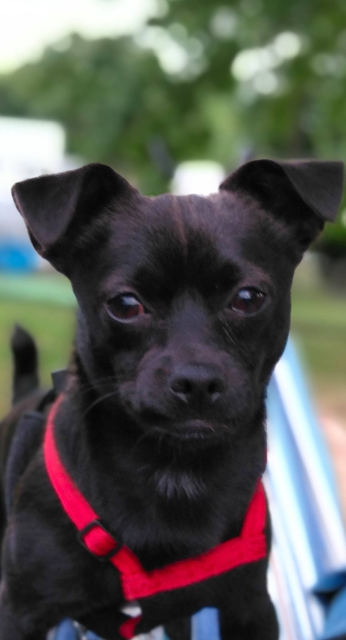 Bean is registered to the contest to win money with this photo: canidae, carnivore, chihuahua, companion_dog, dog, dog_breed, dog_collar, feist, mammal, patterdale_terrier, puppy, rare_breed_dog, snout, sporting_group, vertebrate
