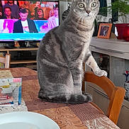 Nirmo a rejoint le concours — aidez-le/la à gagner de superbes lots ! cat, tabby_cat, table, chair, television, lamp, plant, picture_frame, remote_control, indoor, furniture, curious, wide_eyes, home, living_room, decor, wood, patterned_tablecloth, domestic_animal, pet