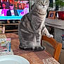 cat, tabby_cat, table, chair, television, lamp, plant, picture_frame, remote_control, indoor, furniture, curious, wide_eyes, home, living_room, decor, wood, patterned_tablecloth, domestic_animal, pet