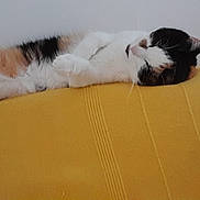 Owena participe au concours pour gagner de l'argent avec cette photo : cat, calico_cat, sleeping, nap, yellow_surface, furniture, indoor, relaxed, pet, animal, fur, whiskers, paws, striped, cozy, resting, comfort, closeup, domestic_cat, cute
