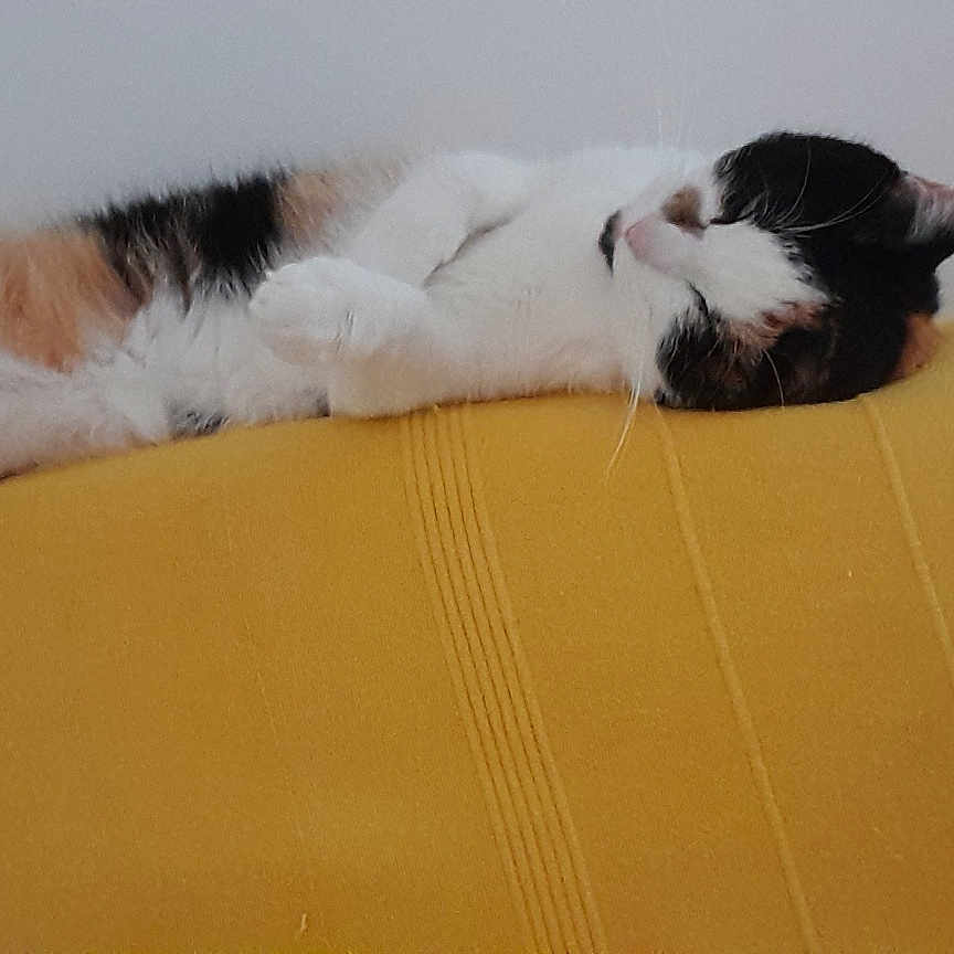 Owena participe au concours pour gagner de l'argent avec cette photo : animal, calico_cat, cat, closeup, comfort, cozy, cute, domestic_cat, fur, furniture, indoor, nap, paws, pet, relaxed, resting, sleeping, striped, whiskers, yellow_surface