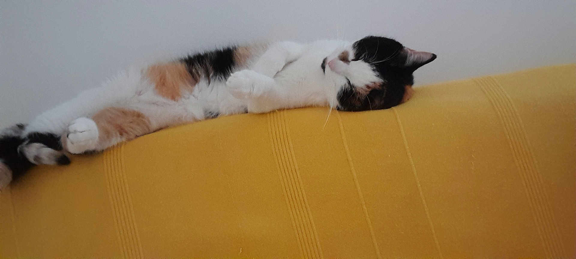 Owena participe au concours pour gagner de l'argent avec cette photo : cat, calico_cat, sleeping, nap, yellow_surface, furniture, indoor, relaxed, pet, animal, fur, whiskers, paws, striped, cozy, resting, comfort, closeup, domestic_cat, cute