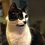 cat, black_and_white, whiskers, indoor, pet, animal, feline, portrait, close_up, curious, soft_light, blurred_background, domestic, cute, fur, face, eyes, sitting, house, cozy