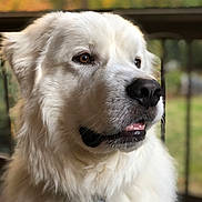 Finn joined the competition — help win amazing prizes! dog, white_dog, fluffy, pet, portrait, outdoor, animal, canine, closeup, fur, nose, ears, collar, tag, background_blur, nature, soft_light, expression, profile, calm