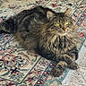 Aria joined the competition — help win amazing prizes! alert, animal, cat, domestic, ears, eyes, feline, fur, home, indoor, long_hair, lying_down, oriental_rug, pattern, paws, pet, relaxed, rug, tabby, whiskers